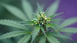 Beyond the Buzz: The Science of Functional THC & CBD - Green Treez Company