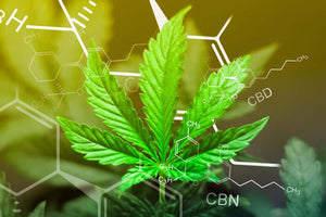 Decoding the Differences: CBD vs CBG vs CBN for Your Wellness Journey - Green Treez Company