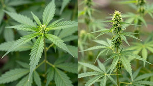 Indica vs. Sativa: What's the Diff? - Green Treez Company