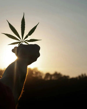 Tennessee's New THCa Law: Everything You Need to Know - Green Treez Company