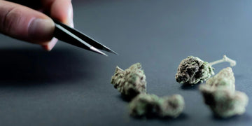 THC and THCa: What’s the difference? - Green Treez Company