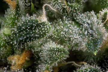 What are Terpenes? Cannabis Terpenes Guide - Green Treez Company