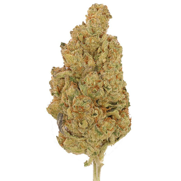 Gush Mintz Flower 3.5g THCa - sold by Green Treez Company
