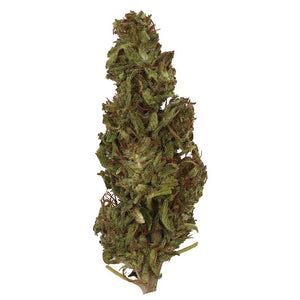 Seaside Special Flower Premium - sold by Green Treez Company